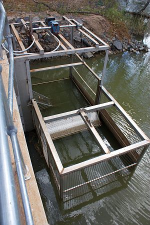 Sorting natives from the carp